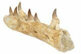 Mosasaur Jaw Section with Six Teeth - Morocco #195782-3
